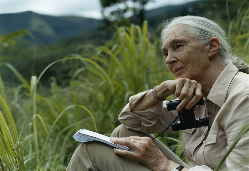 Dr Jane Goodall On Reconstructing Humanity